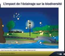 [ECLAIRAGE] Trame noire : vers une gestion différenciée de l'éclairage public pour préserver la biodiversité