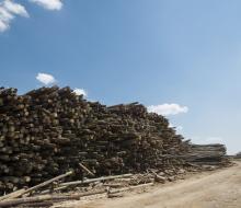 Protection de l'environnement : traitement des poteaux bois